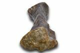 Fossil Sauropod (Camarasaurus) Metacarpal (Hand) Bone - Wyoming #306949-5